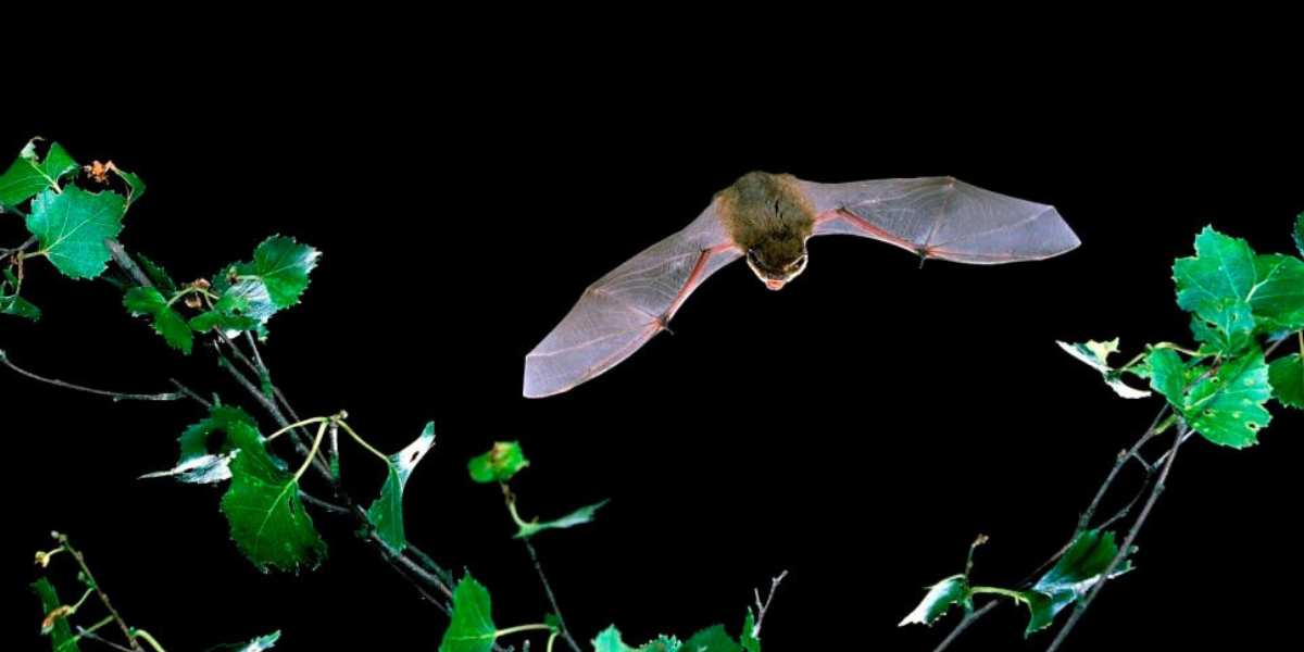 Common Pistrelle